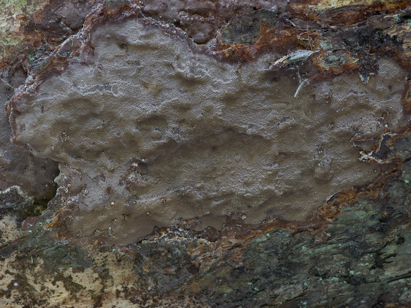 Phellinus ferrugineofuscus